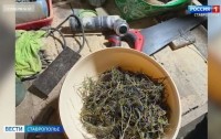 Житель Ставрополья засадил свой участок коноплей Житель Ставрополья засадил свой участок коноплей