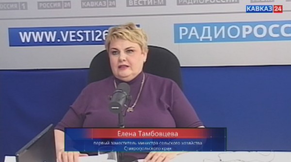 На какой урожай зерновых рассчитывают в этом году ставропольские аграрии